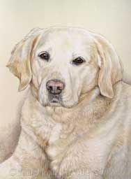 Labrador Lino dessin en portrait par Jean-Jacques Onate